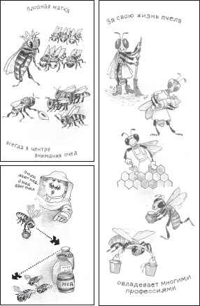 Мед и продукты пчеловодства i_050.jpg