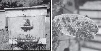 Мед и продукты пчеловодства i_059.jpg