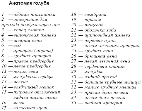 Мясные голуби и домашнее голубеводство i_004.png