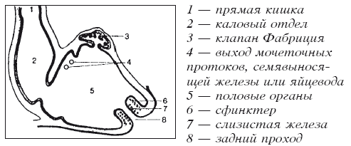 Мясные голуби и домашнее голубеводство i_005.png