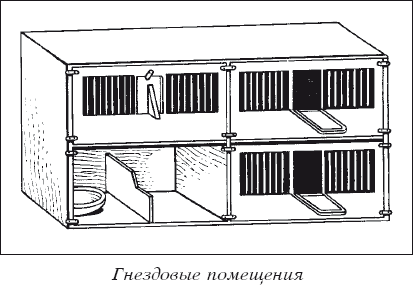 Мясные голуби и домашнее голубеводство i_017.png