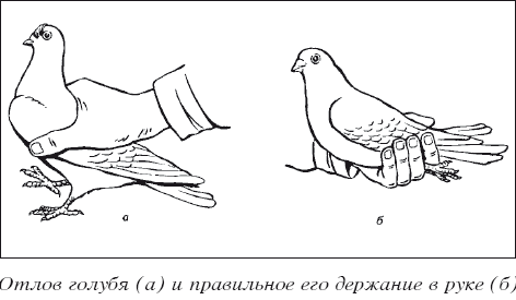 Мясные голуби и домашнее голубеводство i_019.png