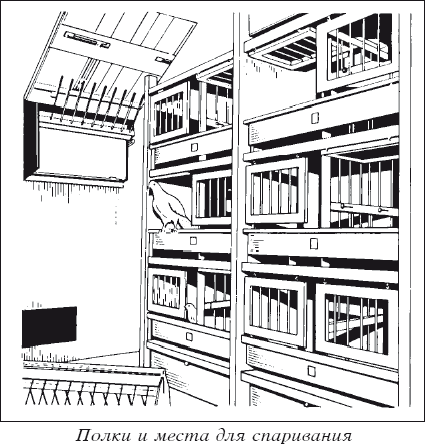 Мясные голуби и домашнее голубеводство i_020.png
