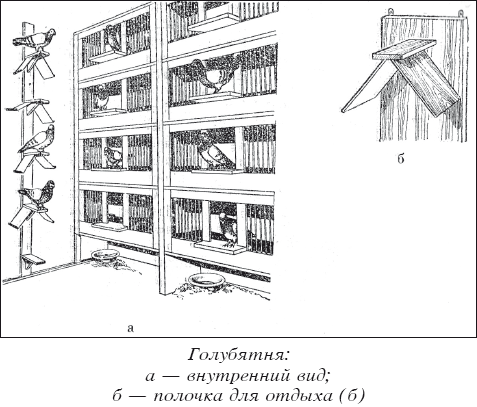 Мясные голуби и домашнее голубеводство i_025.png