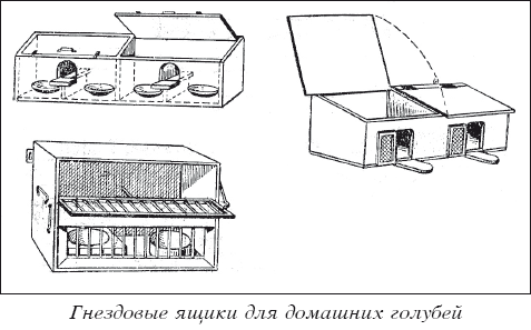 Мясные голуби и домашнее голубеводство i_026.png