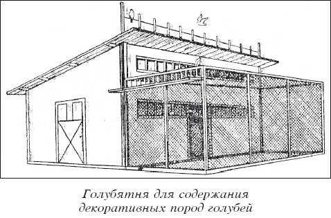 Мясные голуби и домашнее голубеводство i_028.png