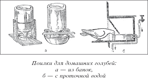 Мясные голуби и домашнее голубеводство i_031.png