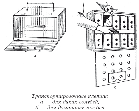 Мясные голуби и домашнее голубеводство i_033.png