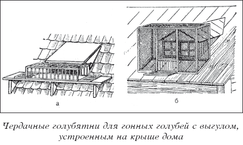 Мясные голуби и домашнее голубеводство i_034.png