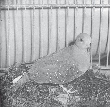 Мясные голуби и домашнее голубеводство i_045.jpg