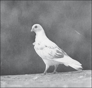 Мясные голуби и домашнее голубеводство i_048.jpg