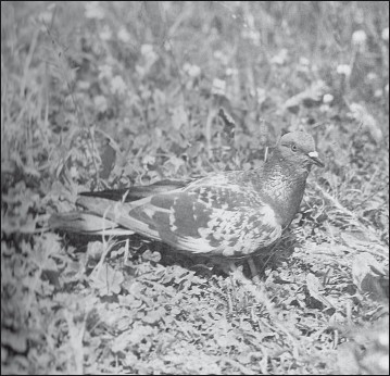 Мясные голуби и домашнее голубеводство i_051.jpg