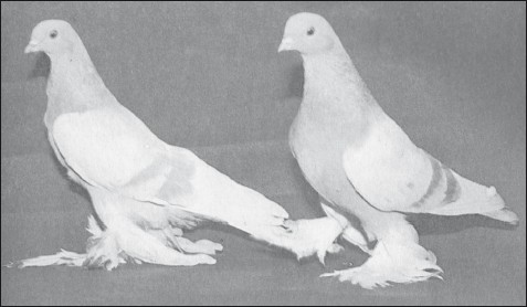 Мясные голуби и домашнее голубеводство i_066.jpg