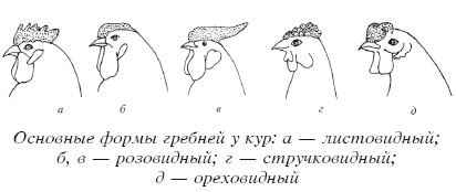 Разведение домашней птицы на ферме и приусадебном участке i_049.jpg