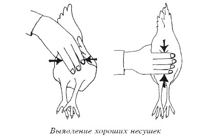 Разведение домашней птицы на ферме и приусадебном участке i_050.jpg