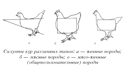 Разведение домашней птицы на ферме и приусадебном участке i_051.jpg