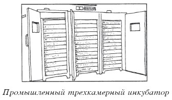 Разведение домашней птицы на ферме и приусадебном участке i_063.jpg