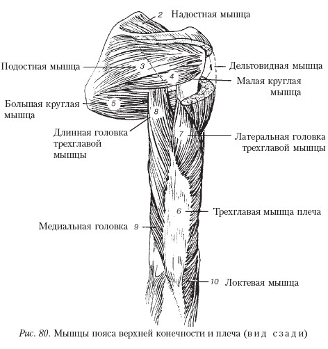 Массаж _80.jpg