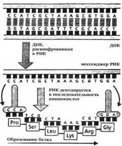 Космический код. Генная инженерия богов pic_57.jpg