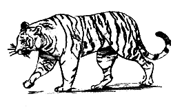 Парящий тигр i_004.png