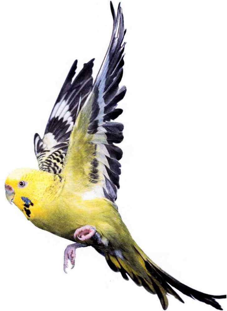 Волнистые попугайчики image11.jpg