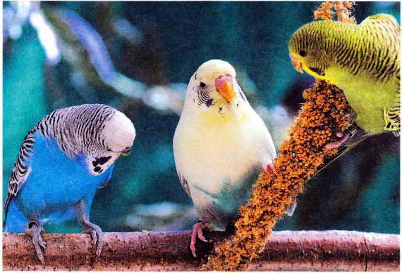 Волнистые попугайчики image12.jpg