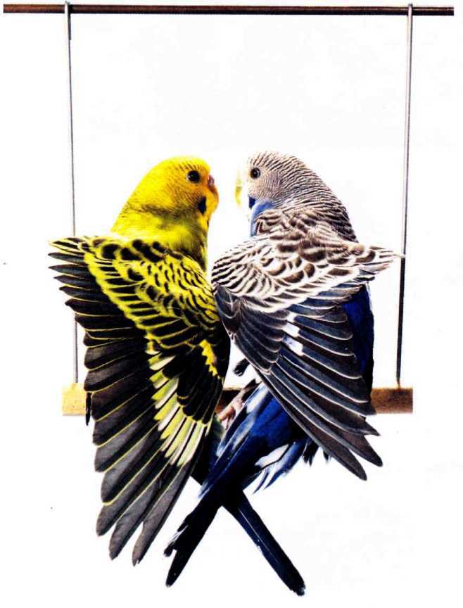 Волнистые попугайчики image33.jpg
