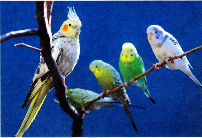 Волнистые попугайчики image34.jpg