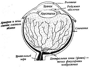 Улучшите ваше зрение _03.jpg