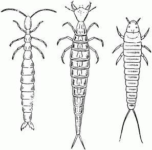Жизнь насекомых. Рассказы энтомолога _12.jpg