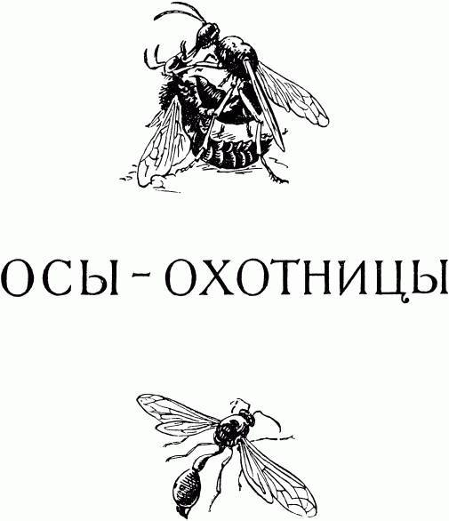 Жизнь насекомых. Рассказы энтомолога _14.jpg