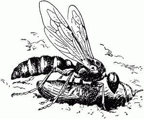 Жизнь насекомых. Рассказы энтомолога _25.jpg