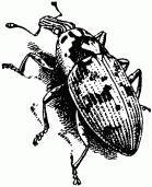 Жизнь насекомых. Рассказы энтомолога _28.jpg