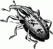 Жизнь насекомых. Рассказы энтомолога _29.jpg