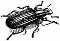 Жизнь насекомых. Рассказы энтомолога _31.jpg