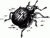 Жизнь насекомых. Рассказы энтомолога _32.jpg