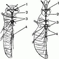 Жизнь насекомых. Рассказы энтомолога _37.jpg