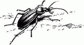 Жизнь насекомых. Рассказы энтомолога _38.jpg