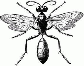 Жизнь насекомых. Рассказы энтомолога _39.jpg