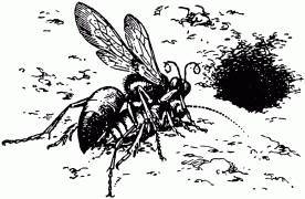 Жизнь насекомых. Рассказы энтомолога _42.jpg