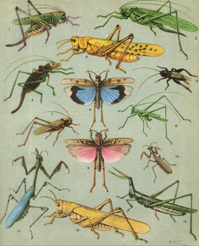 Жизнь насекомых. Рассказы энтомолога _428.jpg