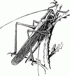 Жизнь насекомых. Рассказы энтомолога _429.jpg
