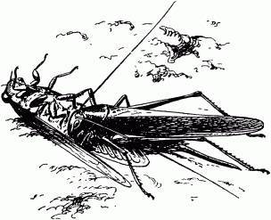 Жизнь насекомых. Рассказы энтомолога _430.jpg