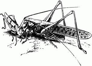 Жизнь насекомых. Рассказы энтомолога _434.jpg
