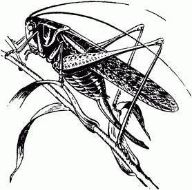 Жизнь насекомых. Рассказы энтомолога _435.jpg