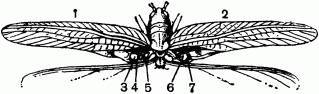 Жизнь насекомых. Рассказы энтомолога _436.jpg