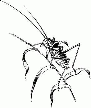 Жизнь насекомых. Рассказы энтомолога _438.jpg