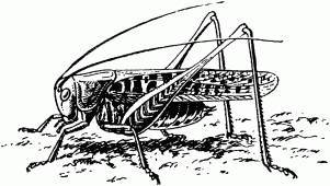 Жизнь насекомых. Рассказы энтомолога _440.jpg