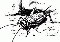 Жизнь насекомых. Рассказы энтомолога _442.jpg
