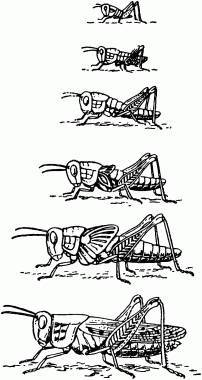 Жизнь насекомых. Рассказы энтомолога _444.jpg
